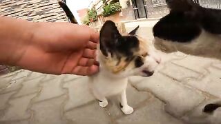 A little cat shows her love for me by licking my arm.