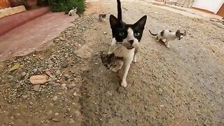Mama Cat is approaching me carefully with her four kittens because they are hungry.