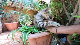 While I try to pet this cute cat, it bites my hand with love and happiness.