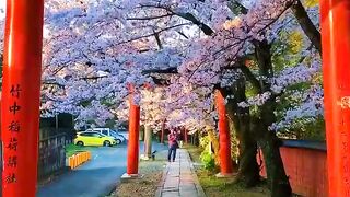Beautiful cherry blossoms