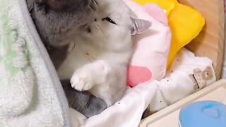 kucing lucu 18