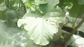 kebun buah
