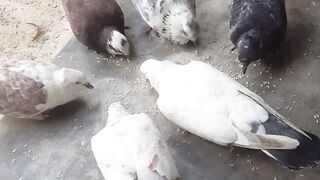 সুখের পায়রা