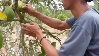 eat avocados straight from the tree
