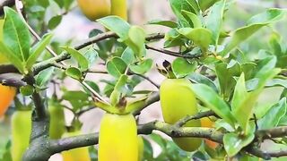 Yellow Fruits Growing on a Tree