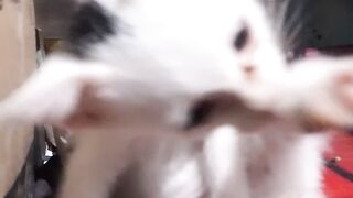 Kucing kecil ini bertingkah anehhh🙄😱