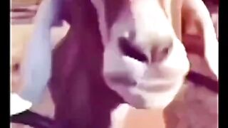 Funny goat 🤣