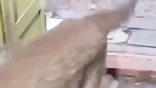 panik bang