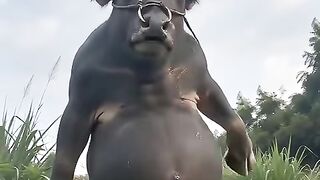 Funny videos