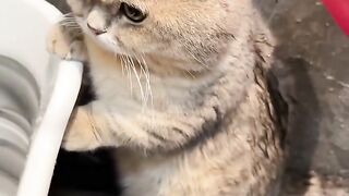 Cat funny beatiful