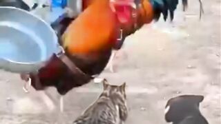 Kocak banget,,Entah apa yang jadi Rebutan Monyet Ini Bikin Ngakak 🤣🤣