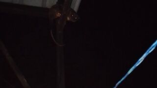 Guest this animal name??😱