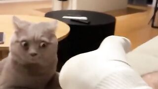 Cute, adorable, and charming cat videos