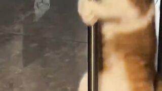 Cat funny 60