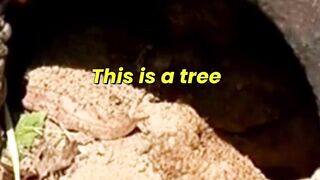 The Symbiotic Relationship Between Horned Cicadas And Bees #wildlife #animals
