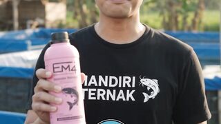 EM4 Molasses for Fish Farming
