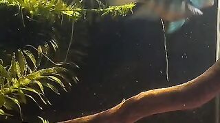 Life in a planted aquarium: Betta- fish, Guppies, and other species