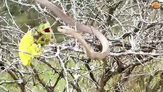 Chameleon Reacts to Attack but Does Not Survive