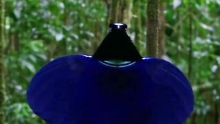 I don't think so this is a real bird