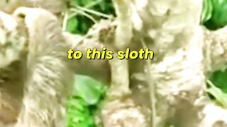 Sloth Mother Protects Her Baby