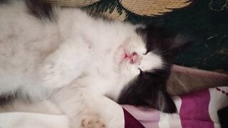 Cat funny 61