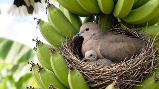 The male parent birds task is to forage for food