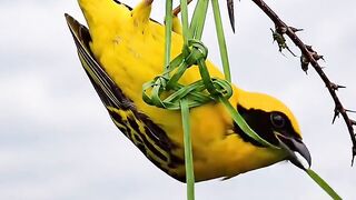 Nature's little master builder