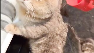 Cute, adorable cat😂