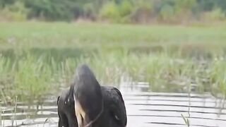 Amazing action 2