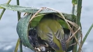The Tiny tailorbird the little guardian of love