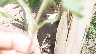Plantei tomates!
