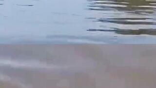 #animals #natureza #anaconda