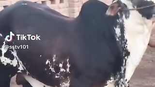 Cute animal doing some fun