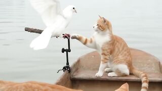 Cat vs Pigeon – The Funniest Little Mischief! 🕊️