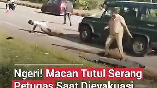 macan tutul serang petugas