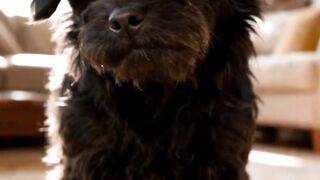 5 SINAIS DE EMERGÊNCIA NO SEU CACHORRO