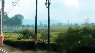 perkebunan teh ciwidey