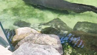Peixes 🐠 2