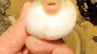 Puffers_Fish_Puffers_Fish_Pufferfish_are_really_so