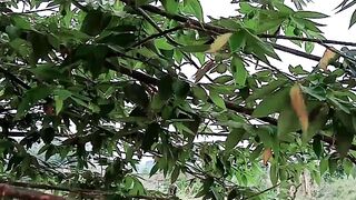 Picking cherries again