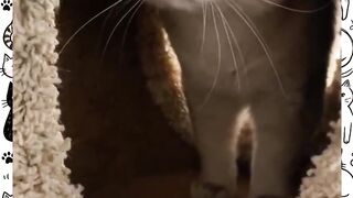 Day 1: Finding a cute cat