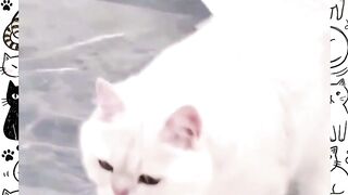 Day 2 of finding a cute street cat