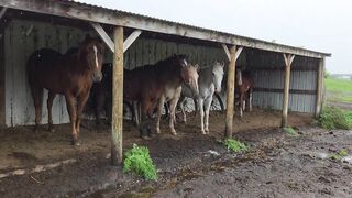 Timberline Ranch Trailrides & Horse Rescue Detroit Lakes