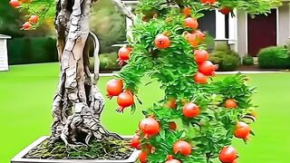 Pomegranate Bonsai with Thick and Beautiful Fruit 🌿❤️