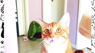 Finding a cute cat: Day 4