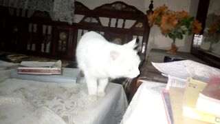 Cute cat