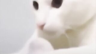 Funniest cute cat reaction