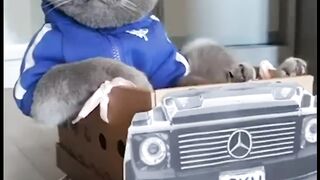 Cute cat driving