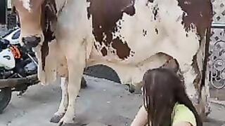 Animals