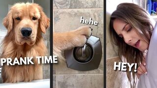 Prank with dog so funny